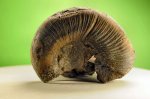 Фрагмент раковины  аммонита  Dinolytoceras zhivagoi