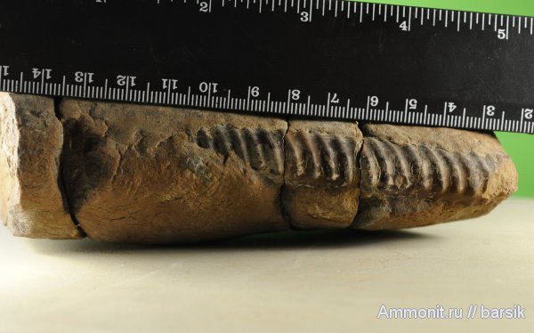 Spiroceras