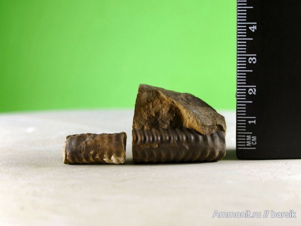 Spiroceras