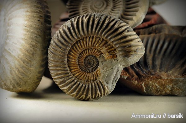 аммониты, Parkinsonia, Ammonites