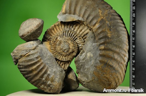 аммониты, Parkinsonia, Ammonites