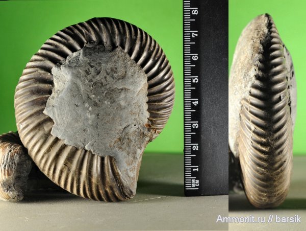 аммониты, Parkinsonia, Ammonites