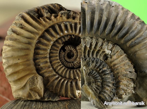 аммониты, ушки, Parkinsonia, Ammonites, Microconchs, lappets