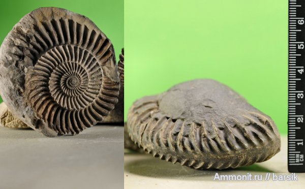 аммониты, Ammonites