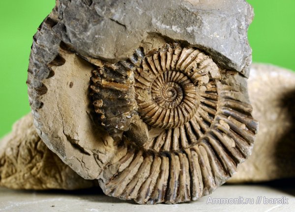 аммониты, Ammonites