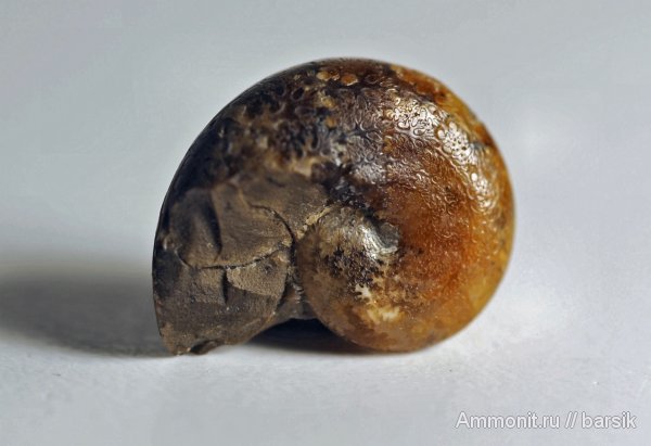 аммониты, Ammonites