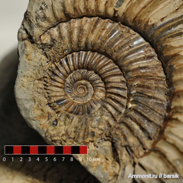аммониты, Ammonites