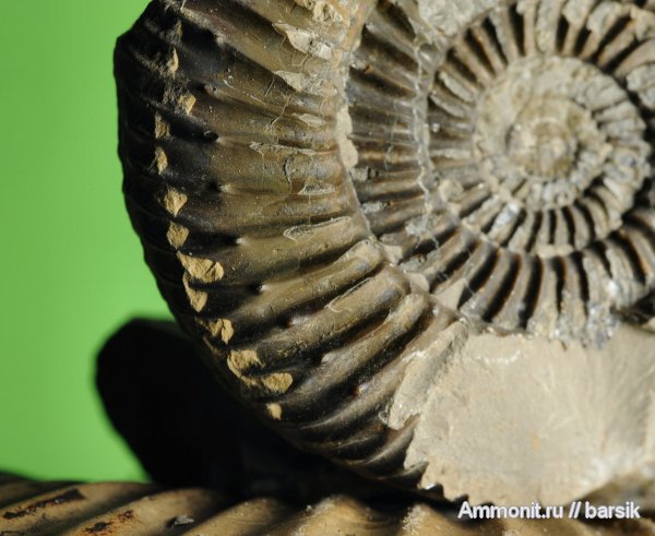 аммониты, Ammonites