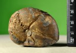 Holcophylloceras или Calliphylloceras?