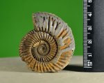 Parkinsonia