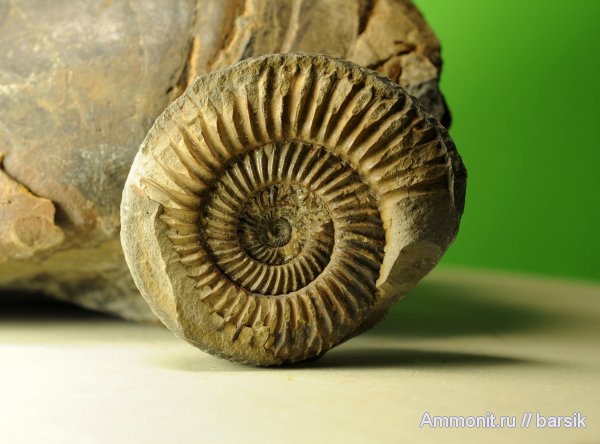 аммониты, Parkinsonia, Ammonites