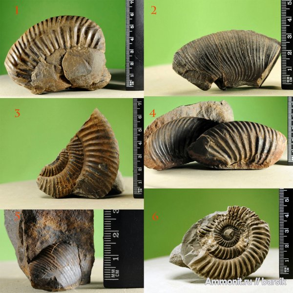 аммониты, Ammonites
