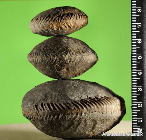 аммониты, Ammonites