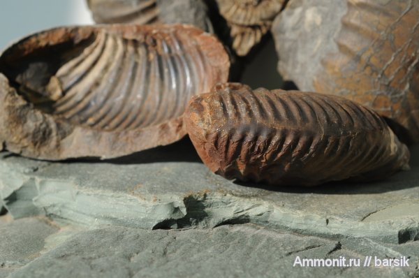 аммониты, Ammonites