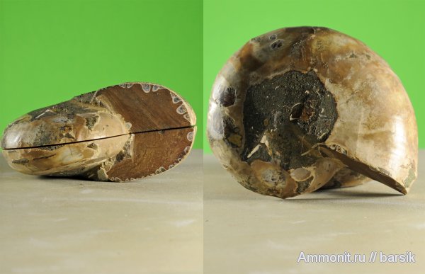 аммониты, Ammonites