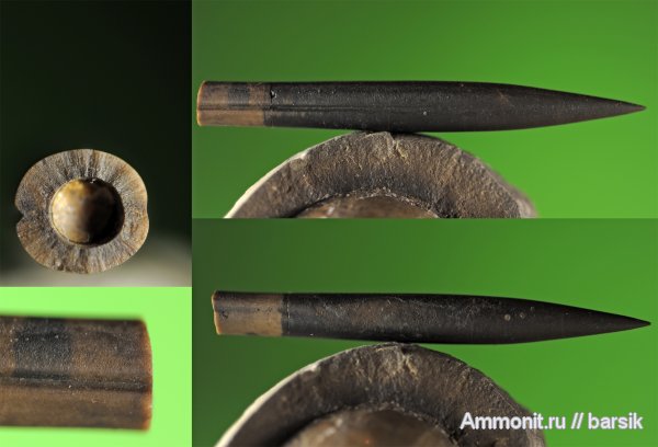 белемниты, belemnites