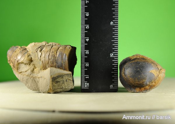 белемниты, belemnites