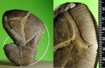 Holcophylloceras  zignodianum  (Мужская особь)?