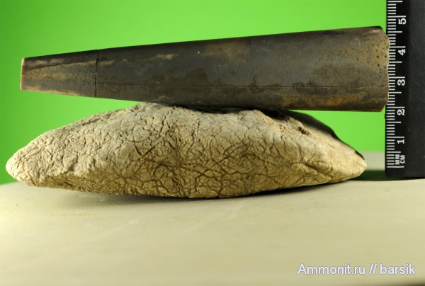 белемниты, belemnites