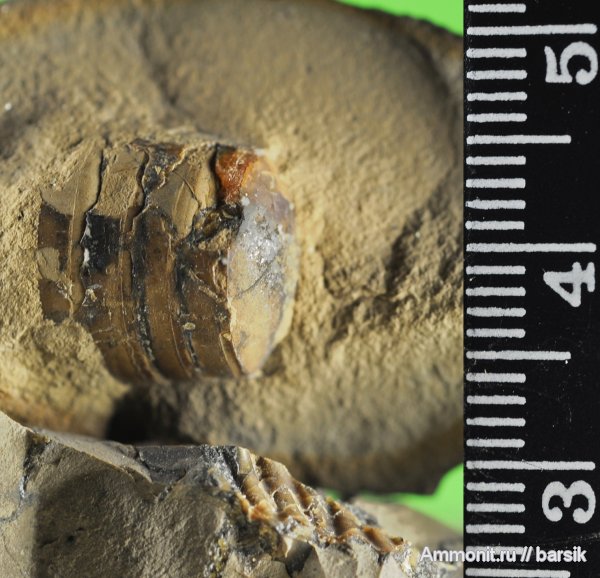 белемниты, belemnites