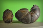 Calliphylloceras platilateralis?