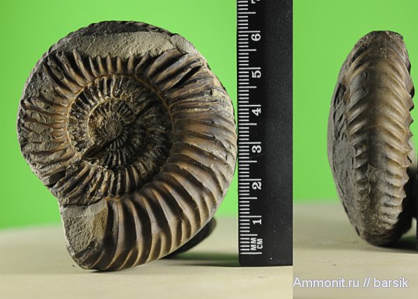 аммониты, Parkinsonia, Ammonites