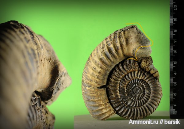 аммониты, ушки, Parkinsonia, устье, Ammonites, Microconchs, lappets