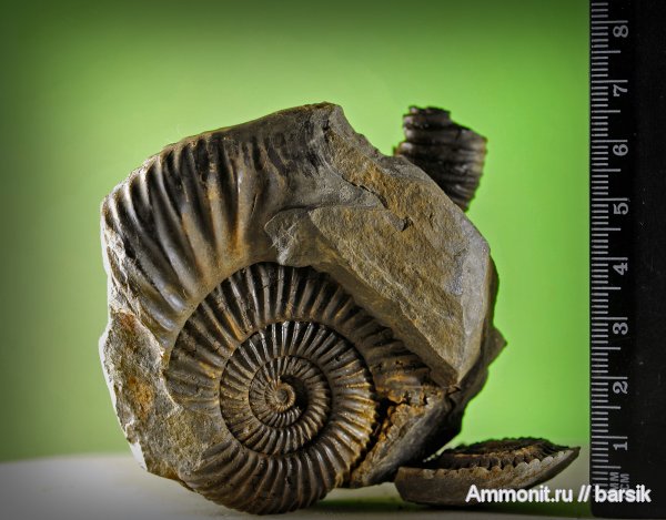 аммониты, ушки, Parkinsonia, Ammonites, Microconchs, lappets