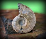 Kosmoceras phaeinum.