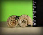 Binatisphinctes mosquensis.