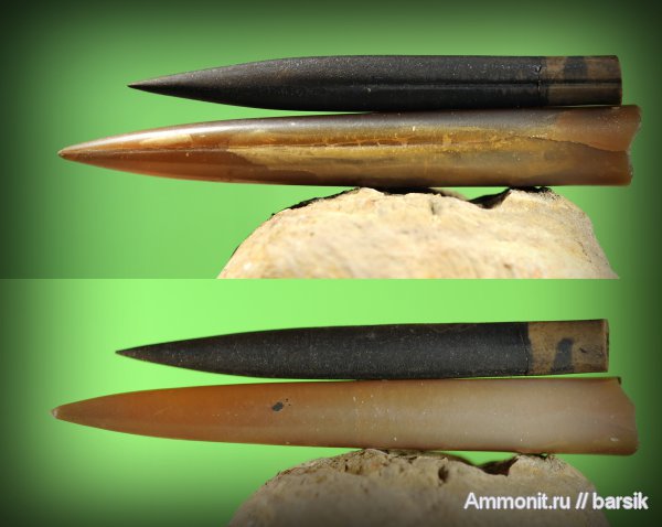 белемниты, Hibolites, ростры, Lagonibelus, Hibolithes, Hibolithes semihastatus, Holcobeloides, belemnites