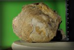 Cardiidae. Семейство Кардиида.