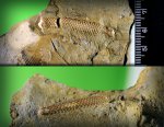 Иглы морского ежа Plegiocidaris sp. sensu lato.