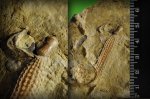Игла морского ежа  и основание иглы морского ежа Plegiocidaris sp. sensu lato.