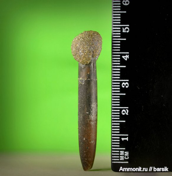 белемниты, belemnites
