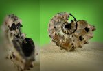 Kosmoceras ornatum или pollux.   сифоном.