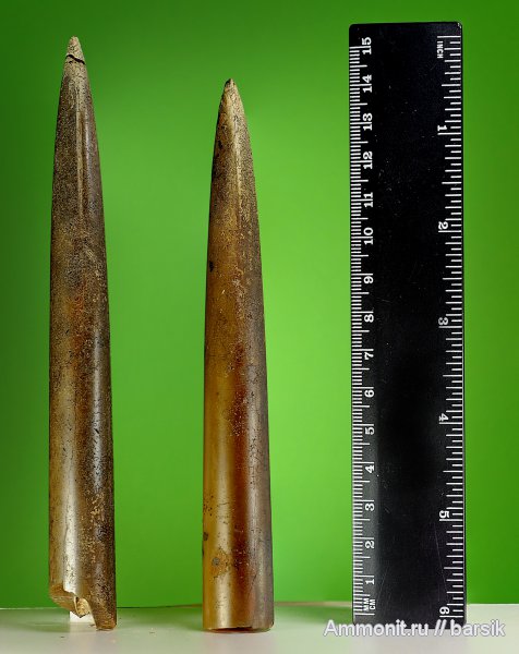 белемниты, Cylindroteuthis, ростры, belemnites