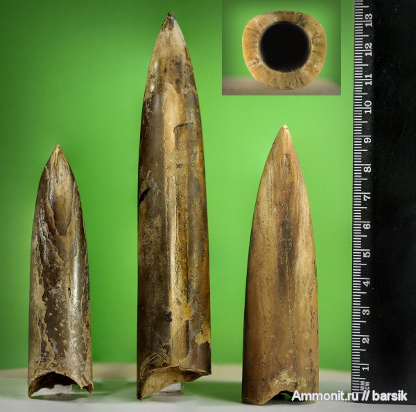 белемниты, Pachyteuthis, ростры, belemnites
