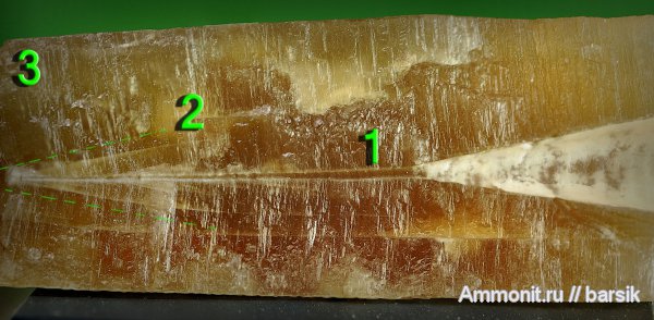 белемниты, ростры, belemnites