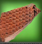 Sigillaria sp