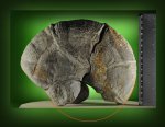 Holcophylloceras zignodianum (Мужская особь)