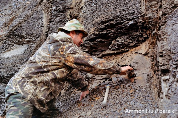аммониты, Ammonites