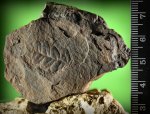 N.rarinervis .