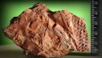 Lepidodendron obovatum, фрагмент коры.