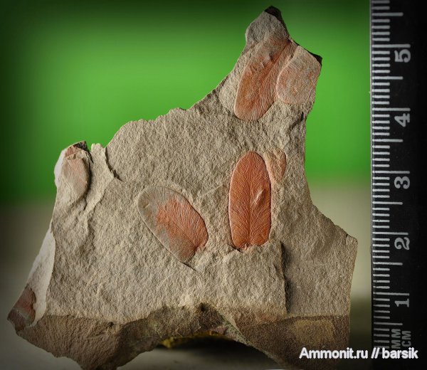 Neuropteris