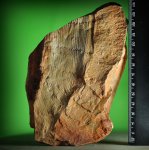 Calamites suckowii Brongniart.