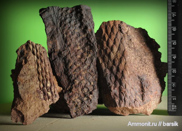 растения, Lepidodendron obovatum