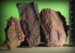 Lepidodendron obovatum.
