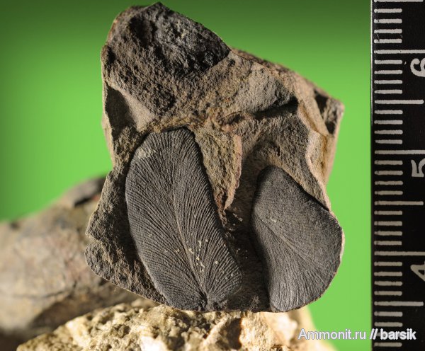 Neuropteris