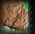 Mariopteris, M.nervosa.